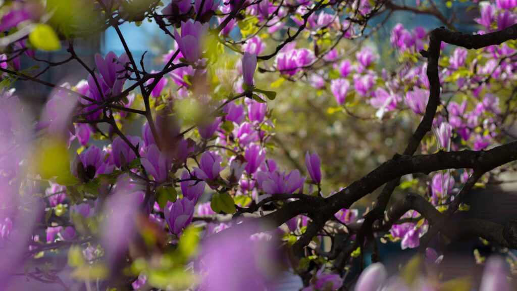 Web Designer, Photographer in Vancouver